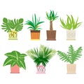 Set of colorful houseplants in pots standing in line. Home decorative plants
