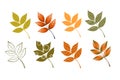 A set of colorful leaves. Collection of falling autumn leaves.