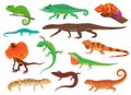 Set of colorful lizards. Different species of lizards.