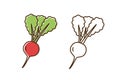 Set of colorful and monochrome radish vector illustration in line art style. Organic root vegetable with leaves isolated