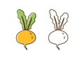 Set of colorful and monochrome turnip vector illustration in line art style. Vegetarian tasty food ingredient for