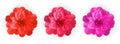 Set of Colorful naturalistic blossoming pink, red and purple camellia flower on white background. Vector Illustration