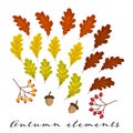 Set of colorful oak leaves, acorns and berries isolated on white background Royalty Free Stock Photo