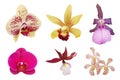 Set of Colorful Orchid Flowers Isolated on White Background with Clipping Path Royalty Free Stock Photo