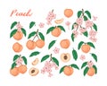 Set of colorful peach fruit, leaves, branches and flowers isolated on white background. Vector illustration in sketch style. Royalty Free Stock Photo