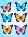 Set of colorful realistic butterflies.