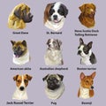 Different dogs breeds big set vector isolated illustration Royalty Free Stock Photo