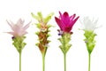 Set of Colorful Siam Tulip Tropical Flowers Isolated on White Background with Clipping Path Royalty Free Stock Photo