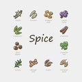 Set of colorful spice icons