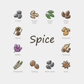 Set of colorful spice icons