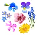 Set of colorful spring flowers isolated on white background. Royalty Free Stock Photo