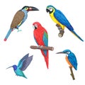 Set of colorful tropical birds, macaw, toucan, hummingbird, isolated on white background. Hand drawn vector illustration Royalty Free Stock Photo