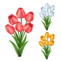 Set of colorful tulip flowers bouquets. Realistic vector, holiday design elements, isolated Royalty Free Stock Photo