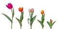 Set of colorful tulip flowers isolated on white background Royalty Free Stock Photo