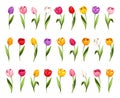 Set of colorful tulip flowers. Vector illustration Royalty Free Stock Photo