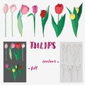 Set of 7 colorful tulips - hand-drawn vector illustration. Royalty Free Stock Photo