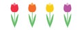 Set of colorful tulips: red, orange, yellow, purple isolated on white background vector. Spring garden flowers Royalty Free Stock Photo