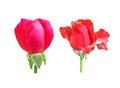 Set of colorful two red roses flower bud isolated on white background Royalty Free Stock Photo