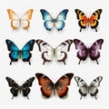 Realistic Butterflies: Vibrant Colors On White Background