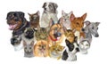 Set of dogs and cats breeds Royalty Free Stock Photo