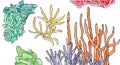 Watercolor illustrations of marine aquarium algae.