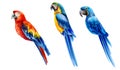 Set of colorful watercolor parrots in different coloration