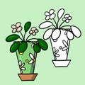 Indoor plant in a green pot with a pattern, saintpaulia flower with white flowers, cartoon vector illustration Royalty Free Stock Photo