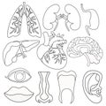 Set of coloring human organs inside the body and face. vector il