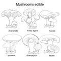 Set coloring mushrooms russula, chanterelle, champignon, grease