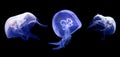 Set of common jellyfish Royalty Free Stock Photo