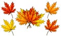 Set of digital sketch maple leaves and bouquet. Arrangement of autumn colored foliage isolated on white. Watercolor