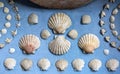 Set, composition of sea shells scallops on blue background Royalty Free Stock Photo