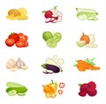 A set of compositions of various vegetables. Vector illustration Royalty Free Stock Photo