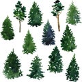 Set of conifer trees