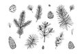 Set of coniferous plant decor elements in sketch style isolated on white background. Vector illustration of fir, pine, larch Royalty Free Stock Photo