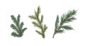 Set of coniferous tree branches of fir, pine and spruce isolated on white. Collection of evergreen conifer sprigs with