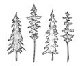 Set of Coniferous Trees. Vector illustration with Pines and Spruce in line art style. Silhouette of forest plants Royalty Free Stock Photo