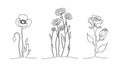 Set of continuous line flowers. Poppy, chamomile, rose. One line drawing concept.