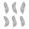 Set of contour bird feathers on a white background, line art. Decor elements