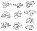 Set of contour drawings of various types of nuts. Objects separate from the background