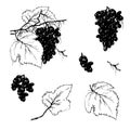Set of contour elements. Grape branch on a white background. Ink-drawn set of grapes with leaves for product packaging and menus.