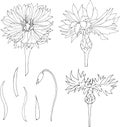 Set of contour flowers. Cornflowers. Black and white sketch of mascara by hand