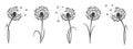 Set of contour fluffy dandelions with seeds. Wildflower linear logo sketch. Icons