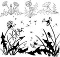 set of contour isolated drawings of dandelions