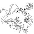 Set of contour parts of plants Austromirtus flowers, fruits, plants, leaves and twigs, exotic Midgen berry