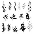 Set of contour vector flowers. Medicinal plant Veronica Formosa drawn by ink. Contour Clipart for use in design