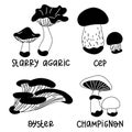 Set of contoured edible mushrooms with names. Vector illustrations of edible mushrooms of the autumn forest, cep, starry agaric,