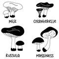 Set of contoured edible mushrooms with names. Vector illustrations of edible mushrooms of the autumn forest, russula, mossiness,