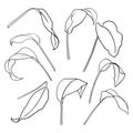 A set of contours of aspidistra leaves. Vector isolated clipart.