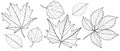 Set of contours of different leaves on a white background.